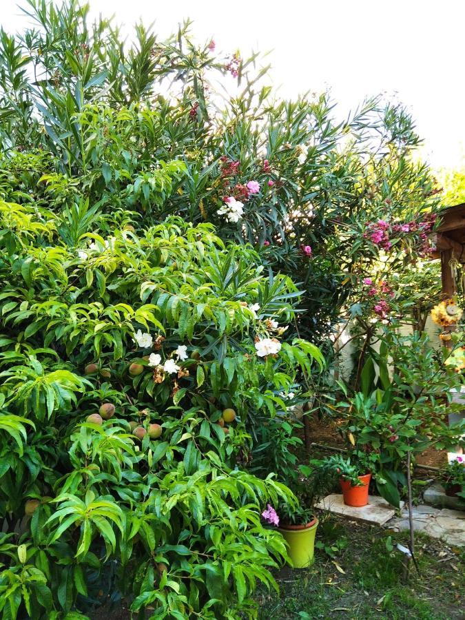 Villa Alekos タソス エクステリア 写真